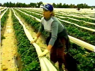 EMIGRACION (3)  CAMPESINOS